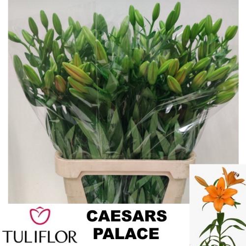 Lilium Longiflorum x Aziatische Grp 'Caesars Palace'