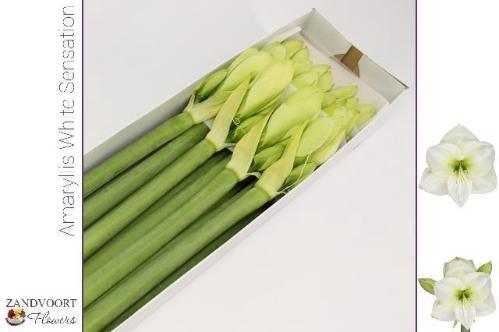 Hippeastrum Galaxy Grp 'White Sensation'