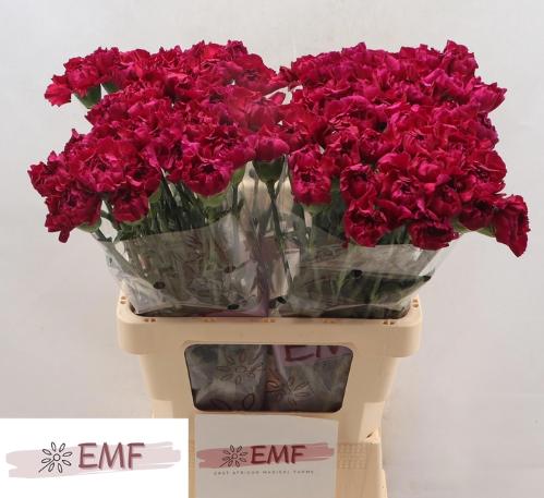 Dianthus standaard 'Purple Damascus'