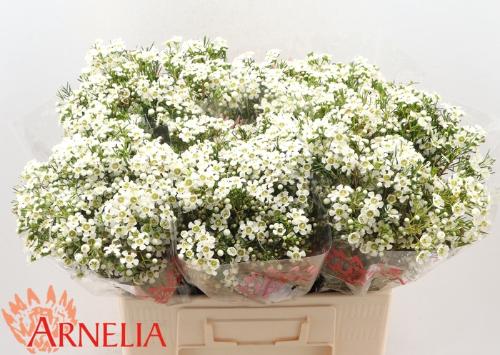 Chamelaucium uncinatum 'Ofir'