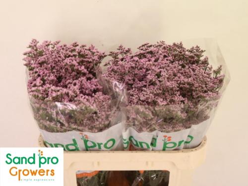 Limonium Safora Oshi Pink