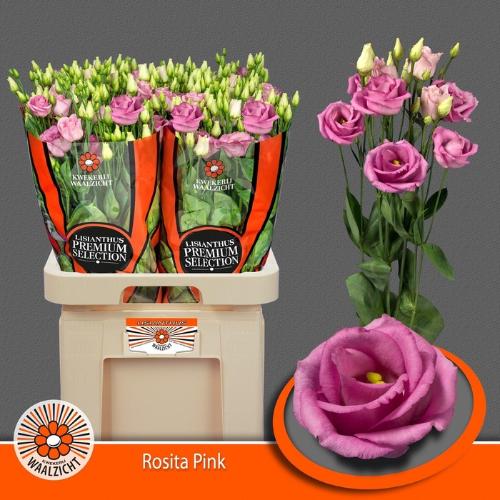 Eustoma russellianum gevuldbloemig 'Rosita Rose Pink'