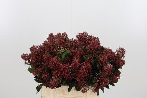 Skimmia per bos japonica 'Rubella'