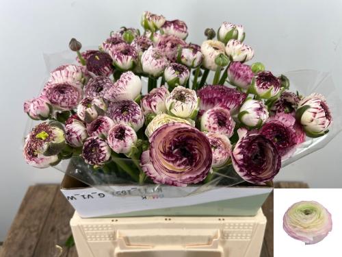 Ranunculus asiaticus 'Andrea Cappuccino'