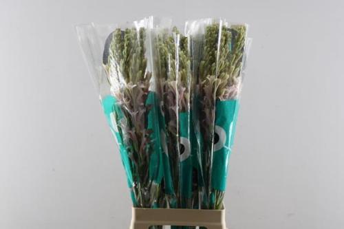 Polianthes tuberosa 'Elsa'