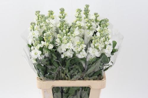 Matthiola incana 'Phantom White'