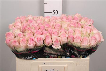 Rosa grootbloemig Avalanche Sorbet+