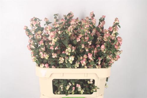 Symphoricarpos (Pink Berry Grp) Magical Red Riding Hood