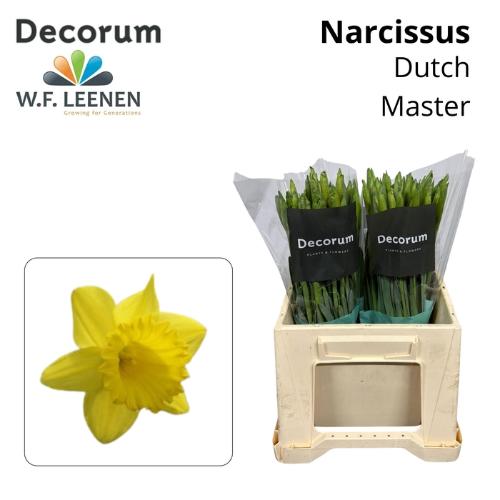 Narcissus Trompet Grp met blad 'Dutch Master'