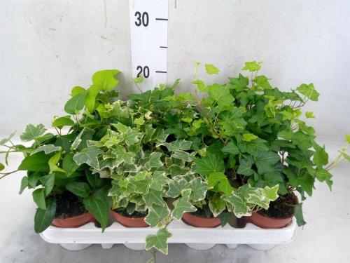 Hedera helix gemengd