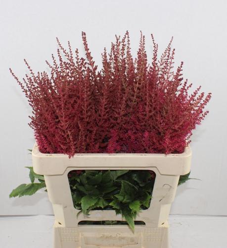 Astilbe Arendsii Grp 'Paul G