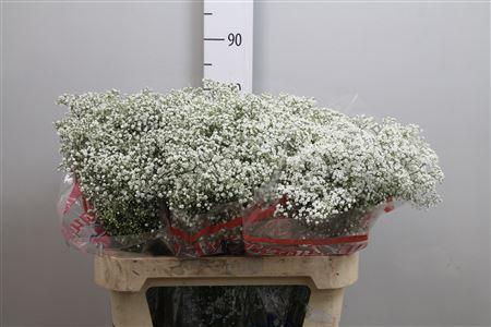 Gypsophila paniculata 'Million Stars'