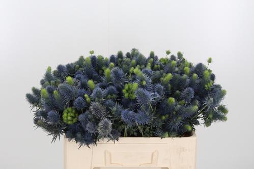 Eryngium Supernova Questar