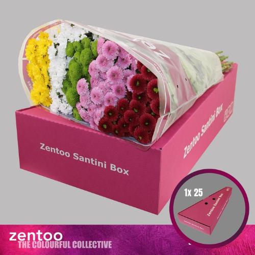 Chrysanthemum Indicum Grp tros santini gemengd