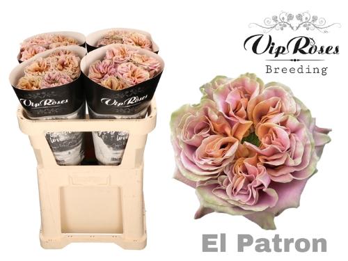 Rosa grootbloemig El Patron