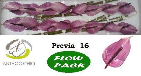 Anthurium Andreanum Grp Previa