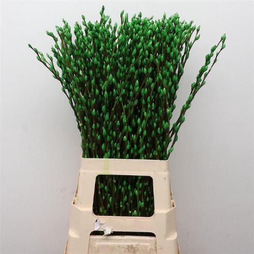 Salix caprea 'Snow Flake' kleurbehandeld H%