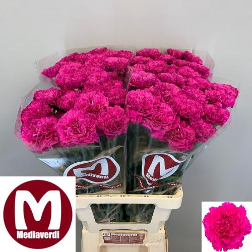 Dianthus standaard 'Passion Violet'