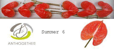 Anthurium Andreanum Grp Avo Summer