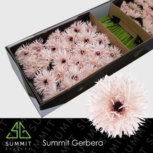 Gerbera grootbloemig Cream Springs
