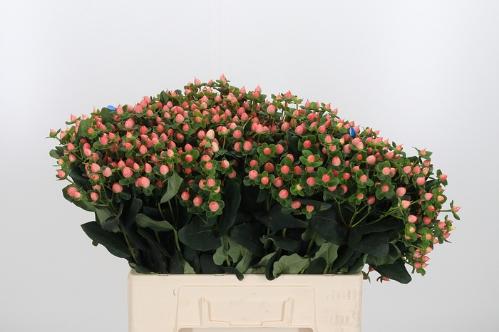 Hypericum androsaemum 'Pacific Jade'