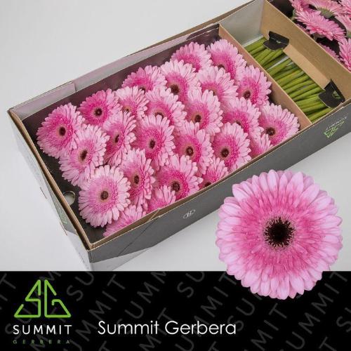 Gerbera grootbloemig Pre-Semmy