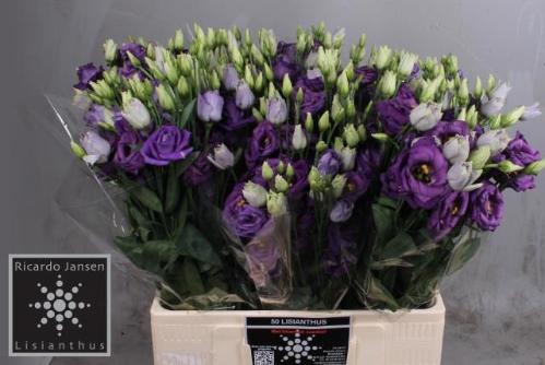 Eustoma russellianum gevuldbloemig 'Rosita Blue'