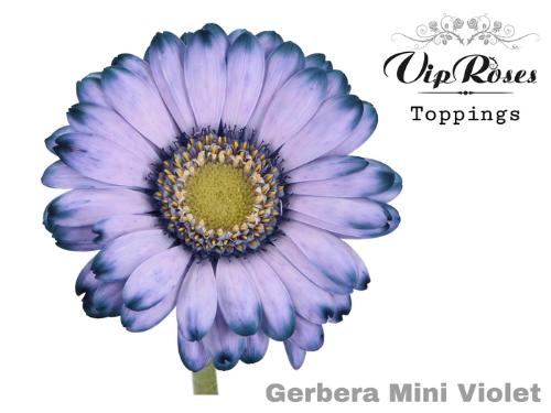 Gerbera mini kleurbehandeld H%