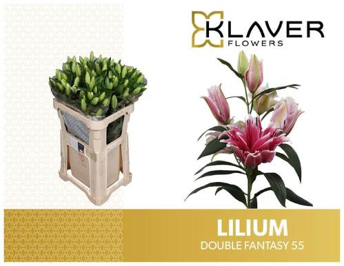 Lilium (Oriental Grp) dubbel 'Double Fantasy'