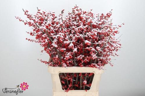 Ilex verticillata kleurbehandeld H%