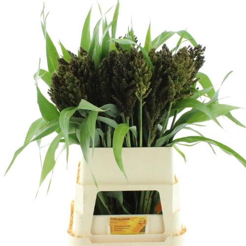 Sorghum arundinaceum 'Panselaria'