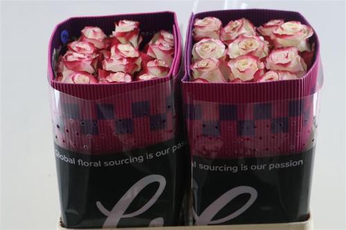 Rosa grootbloemig Sweetnesse