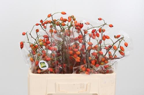 Rosa 'Zaffiro' (rozenbottel)
