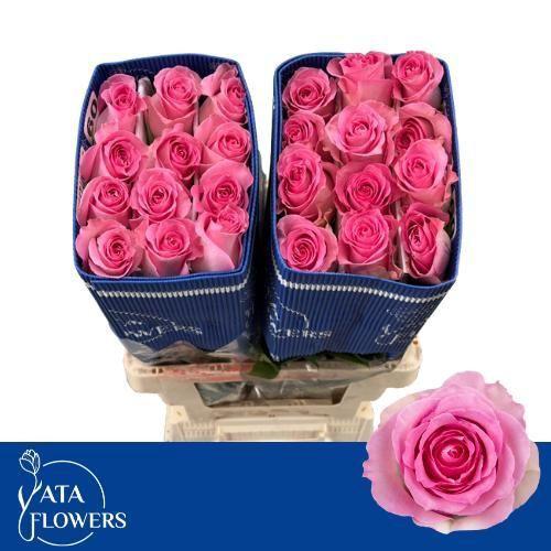 Rosa grootbloemig Sweet Unique