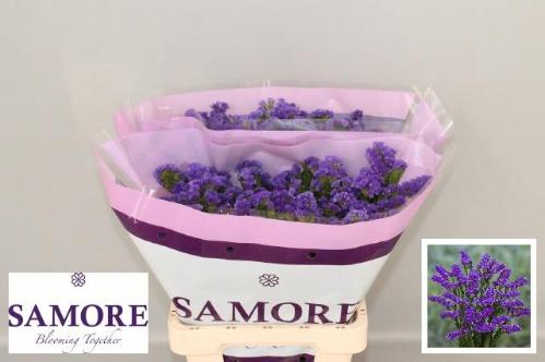 Limonium sinuatum Acqua Sun Birds
