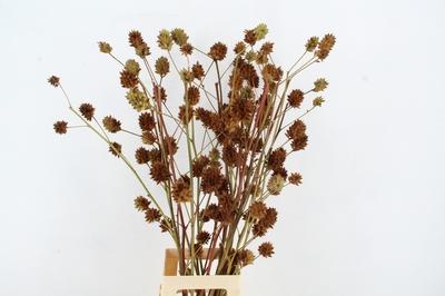 Glycyrrhiza yunnanensis (zaaddoos)