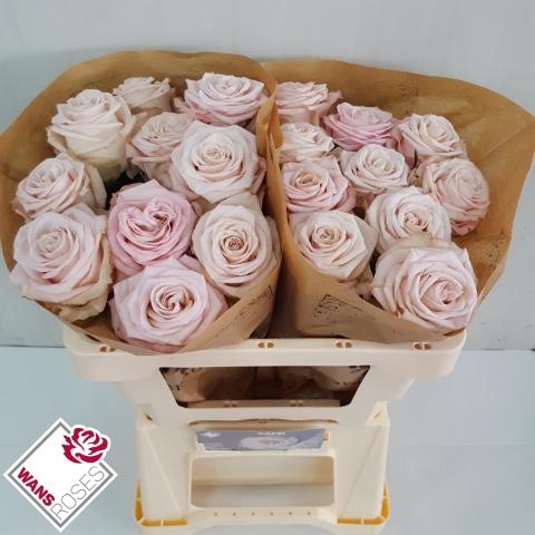 Rosa grootbloemig Café!