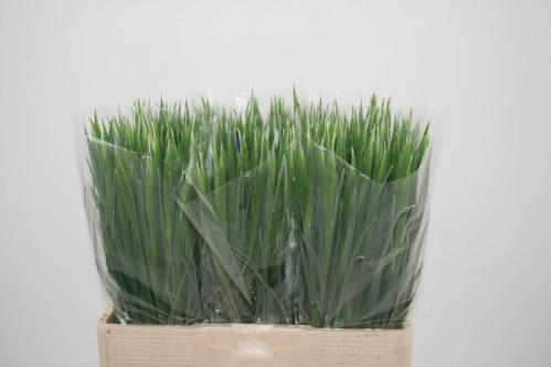 Iris (Hollandse Iris Grp) 'Blue Magic'