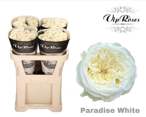 Rosa grootbloemig Paradise White