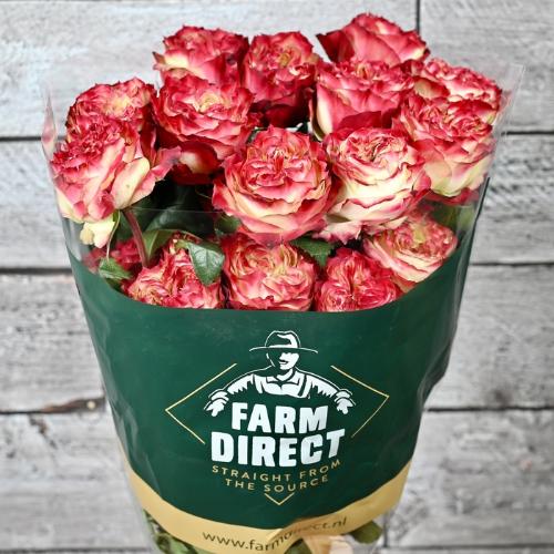 Rosa grootbloemig Apple Jack