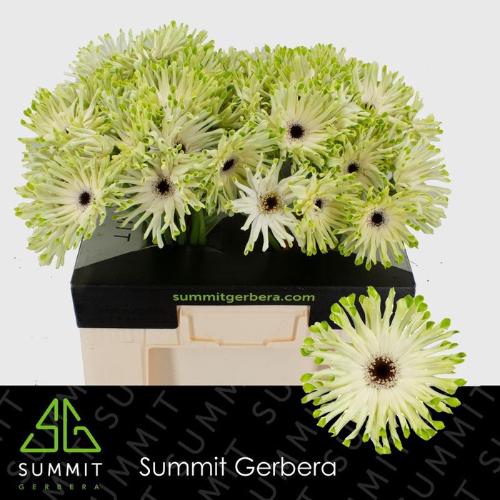 Gerbera grootbloemig krulvormig Pastini Arona