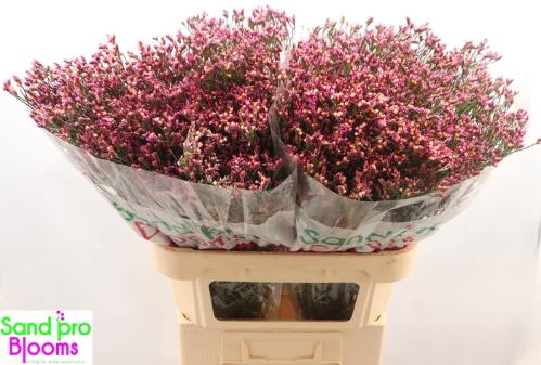Limonium sinense Tiffany Diamond