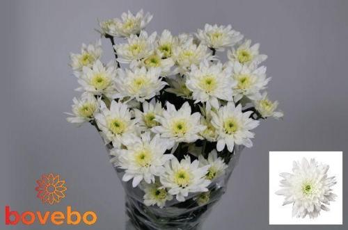 Chrysanthemum (Indicum Grp) tros Emperor