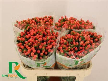 Hypericum x inodorum Magical Royal Princess