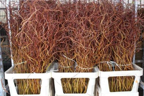 Salix 'Golden Curls'