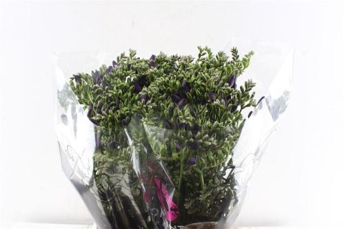 Freesia dubbelbloemig 'Blue Bayou'