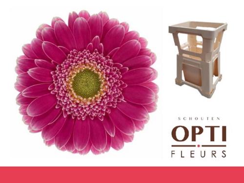 Gerbera mini Wonderwall