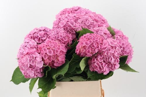 Hydrangea macrophylla 'Bodensee' (roze)