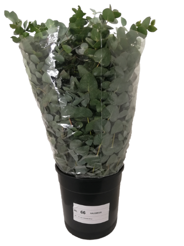 Eucalyptus per bos cinerea