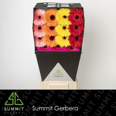 Gerbera grootbloemig gemengd op rij